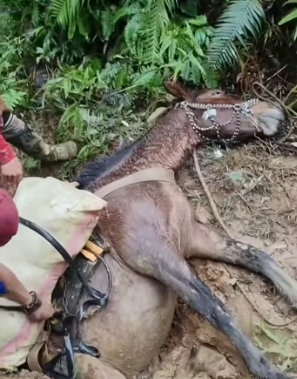 R2003006 tragedias que se viven en el campo con los animalitos (Part 2)