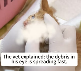 R2003005 The one-eyed warrior this kitten’s comeback will melt your heart (Part 2)