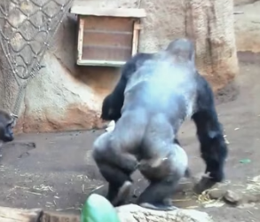 The chimpanzee couple’s happy life was disrupted by their own child (Part 2)