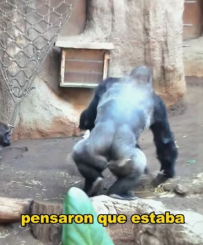 The chimpanzee couple’s happy life was disrupted by their own child (Part 2)