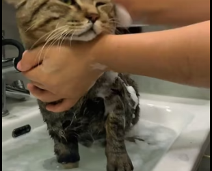 R2003001 I found a kitten trapped in the snow, shivering and almost motionless (Part 2)