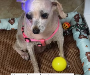R2003004 I saw a small, dirty dog ​​on the street, and something in her eyes made me stop (Part 2)