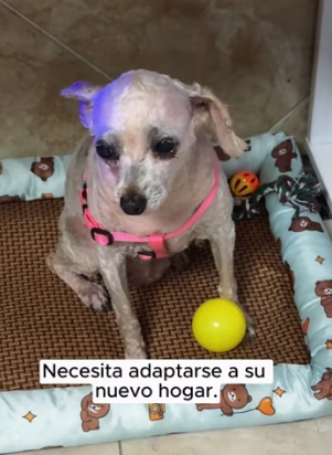 R2003004 I saw a small, dirty dog ​​on the street, and something in her eyes made me stop (Part 2)