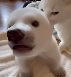 P0203012 white cub abandoned by mother panda (Part 2)