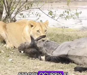 The wildebeest is held in a death grip by the lion (Part 2)
