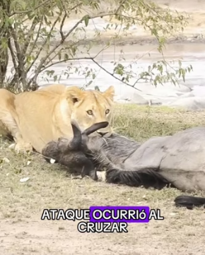 The wildebeest is held in a death grip by the lion (Part 2)