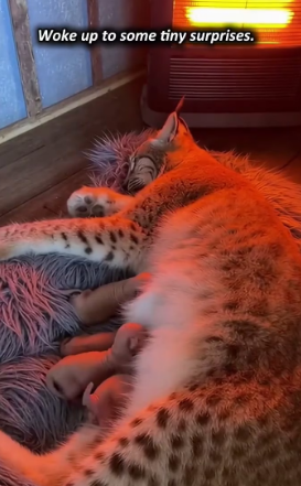 P1602006 Big Cat in snow (Part 2)