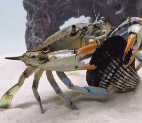 The crab wanted to eat clams (Part 2)