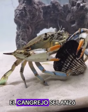 The crab wanted to eat clams (Part 2)