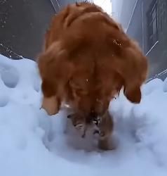 E1803008 Relay rescue： Dog and grandma save the abandoned kitten❄️🐈❤️ (Part 2)