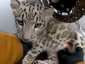 E1803011 I Saved a Snow Leopard from a Wolf, Then This Happened… (Part 2)