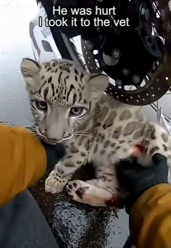 E1803011 I Saved a Snow Leopard from a Wolf, Then This Happened… (Part 2)