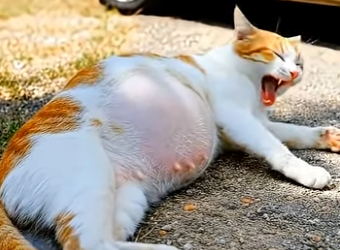 E1803006 I Rescued a Crying Cat From the Roadside – She Gave Birth to Two Kittens 🐱❤️ (Part 2)
