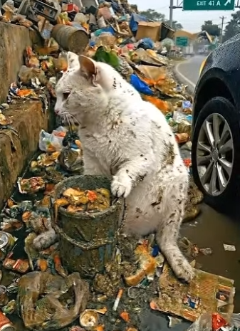 E1803005 Rescuing a Hungry Street Cat 🐈‍⬛ ｜ 3 Days Later She Gave Birth to Two Kittens ❤️ (Part 2)