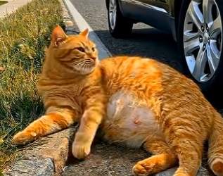 E1803003 I Rescued a Pregnant Cat from the Road — She Gave Birth to 4 Kittens 🐱❤️