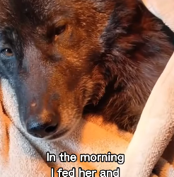 P2312006 He saved her twice! (Part 2)