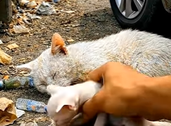 E1803004 Saving a Newborn Kitten & Mother Cat from the Roadside❤️ ｜ (Part 2)