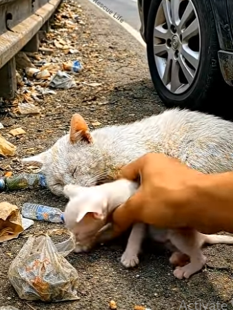 E1803004 Saving a Newborn Kitten & Mother Cat from the Roadside❤️ | (Part 2)