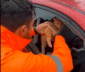 E1803009 Saving Trapped Pets from Rising Waters (Part 2)