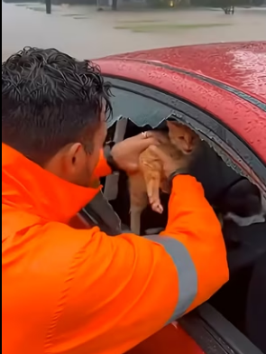 E1803009 Saving Trapped Pets from Rising Waters (Part 2)