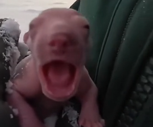 K2503007 This is the story of polar bear cub rejected by his mother who was born without fur (Part 2)