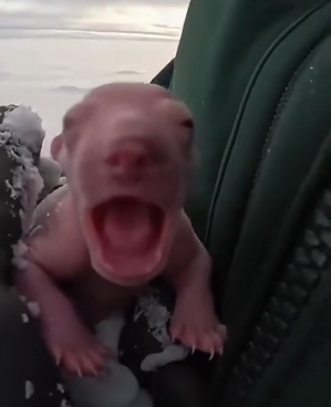 K2503007 This is the story of polar bear cub rejected by his mother who was born without fur (Part 2)