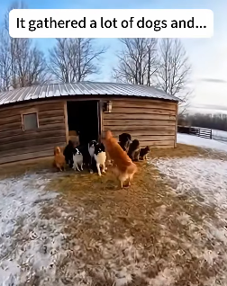 P0902007 dogs rescued kitten had been carried away by bear (Part 2)