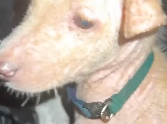 T1803005_Em_uma_noite_chuvosa_foi_resgatado_um_cãozinho_todo_molhado