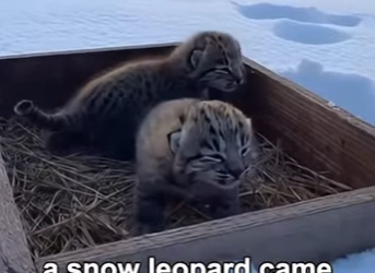 P2803004 Hero Snow Leopard Saves Lynx Cat Mother From Cougar (Part 2)