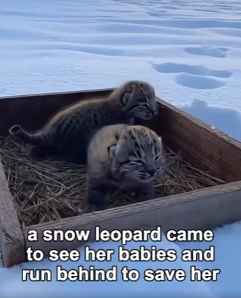 P2803004 Hero Snow Leopard Saves Lynx Cat Mother From Cougar (Part 2)