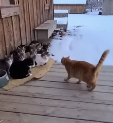 P0302009 cat successfully rescued puppy in freezing winter (Part 2)