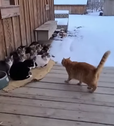 P0302009 cat successfully rescued puppy in freezing winter (Part 2)