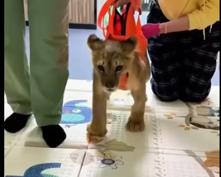 P2803011 This family rescued a weak lion cub on the road and then l (Part 2)