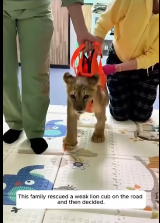 P2803011 This family rescued a weak lion cub on the road and then l (Part 2)