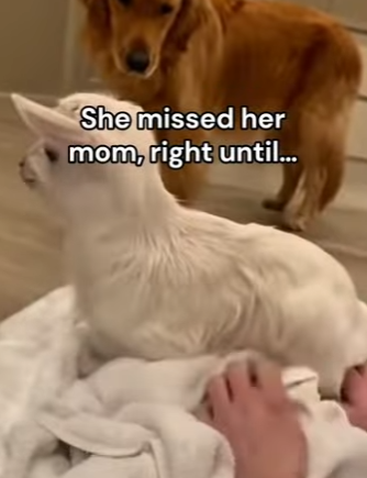 P2803009 My dog raised a goat I found abandoned😭❤️ (Part 2)