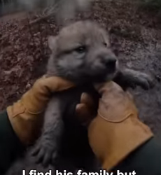 P2803001 Saving Wolf Saves My Life (Part 2)
