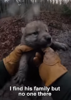 P2803001 Saving Wolf Saves My Life (Part 2)