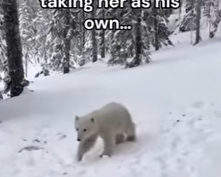 P2803010 Man witness a wolf befriending a polar bear cub (Part 2)