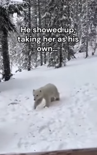 P2803010 Man witness a wolf befriending a polar bear cub (Part 2)