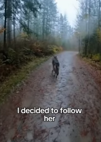 P2803007 I Rescued a Baby Wolf (Part 2)