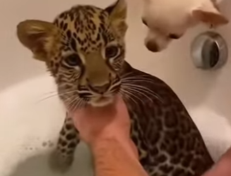 P2803012 Mom leopart Said Please safe my Child.. (Part 2)