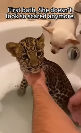 P2803012 Mom leopart Said Please safe my Child.. (Part 2)