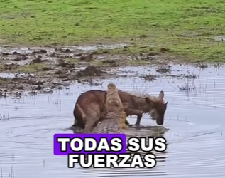 A2803003 The unlucky waterbuck (Part 2)