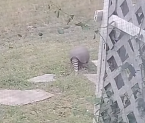 A2803002 Poor armadillo (Part 2)