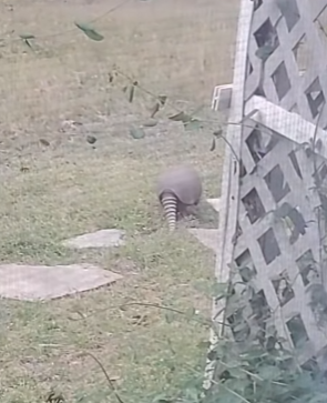 A2803002 Poor armadillo (Part 2)