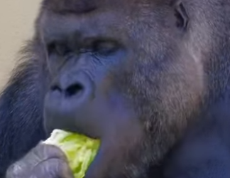 A2803004  The terrible power of gorillas (Part 2)