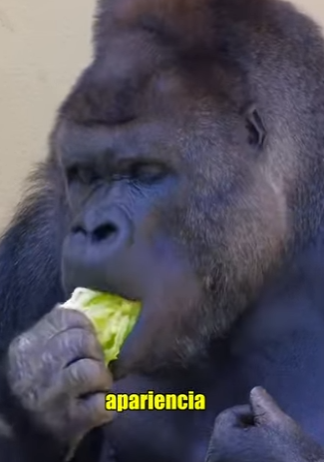 A2803004 The terrible power of gorillas (Part 2)