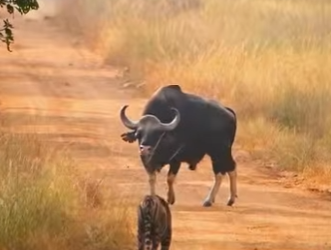 A2803005 The tiger was actually afraid of a buffalo (Part 2)
