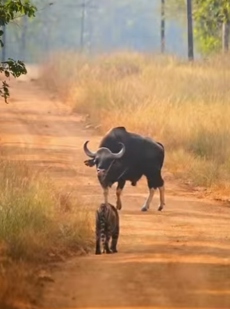 A2803005 The tiger was actually afraid of a buffalo (Part 2)