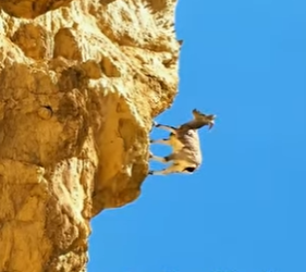 A2803006 The Siberian Goat’s Extreme Escape (Part 2)